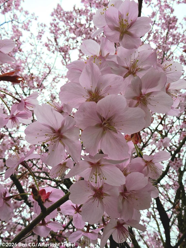 A close-up macro shot of some pink, spring blossom flowers in full bloom on a tree in England.